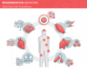 Stem Cell Possibilities Illustration