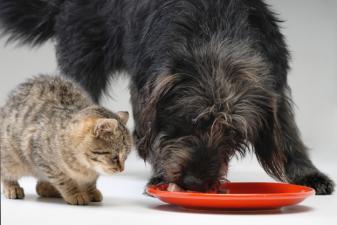 dog and cat eating