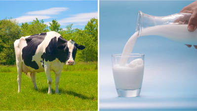 Photo collage. Left photo of black and white dairy cow in field. Right photo of hand pouring milk into glass.