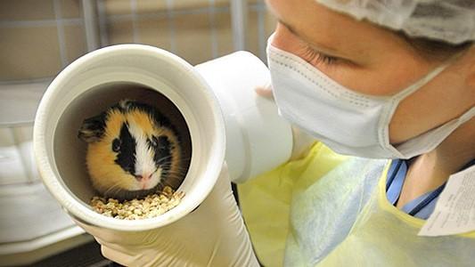 A research scientist observes a research animal.