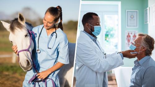 Combined image of a veterinarian inspecting a horse, and a doctor inspecting a patient.