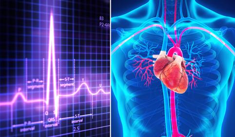 EKG en illustratie van het menselijk hart