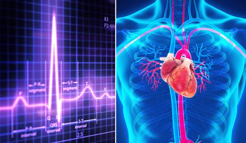 EKG und menschliche Herzillustration