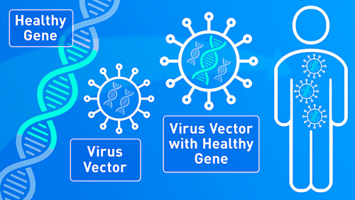 Simple illustration showing "Healthy Gene" in DNA strand (left side). Illustration of virus vector and virus vector with healthy gene (center). Illustration of person with virus vector and healthy gene (right).