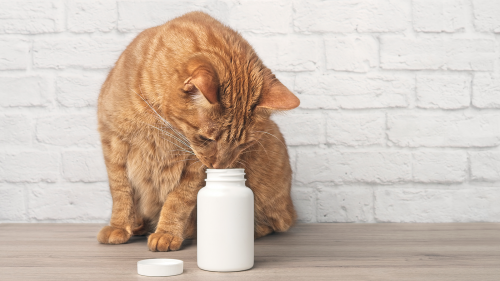 Cat looking at medicine bottle