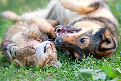 Dog and Cat Playing