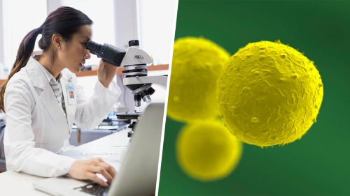 two image collage, including photo of a research scientist in the lab looking into microscope and an electron micrograph of three stem cells
