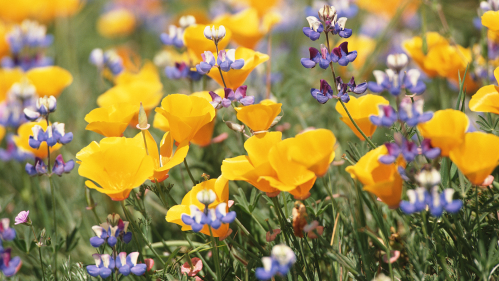 Flowers in a field (image used historically in the OWH Take Time to Care campaign)