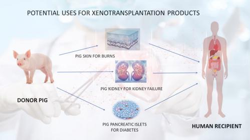 Pigs are the donor of choice for xenotransplantation products. Examples of pig tissues, organs, and cells that may be transplanted into humans include pig skin, pig kidneys, and pig pancreatic islets.