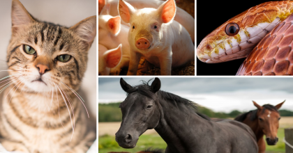 Cat, pig, snake and horses