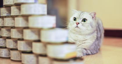Emergency Preparedness Cat with Cat Food