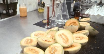 Microbiological Research on Melons