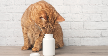 Cat looking at medicine bottle