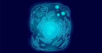 Human cell structure illustration