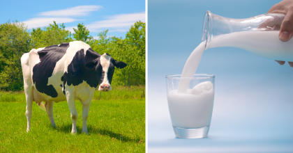 Photo collage. Left photo of black and white dairy cow in field. Right photo of hand pouring milk into glass.