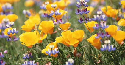 Flowers in a field (image used historically in the OWH Take Time to Care campaign)