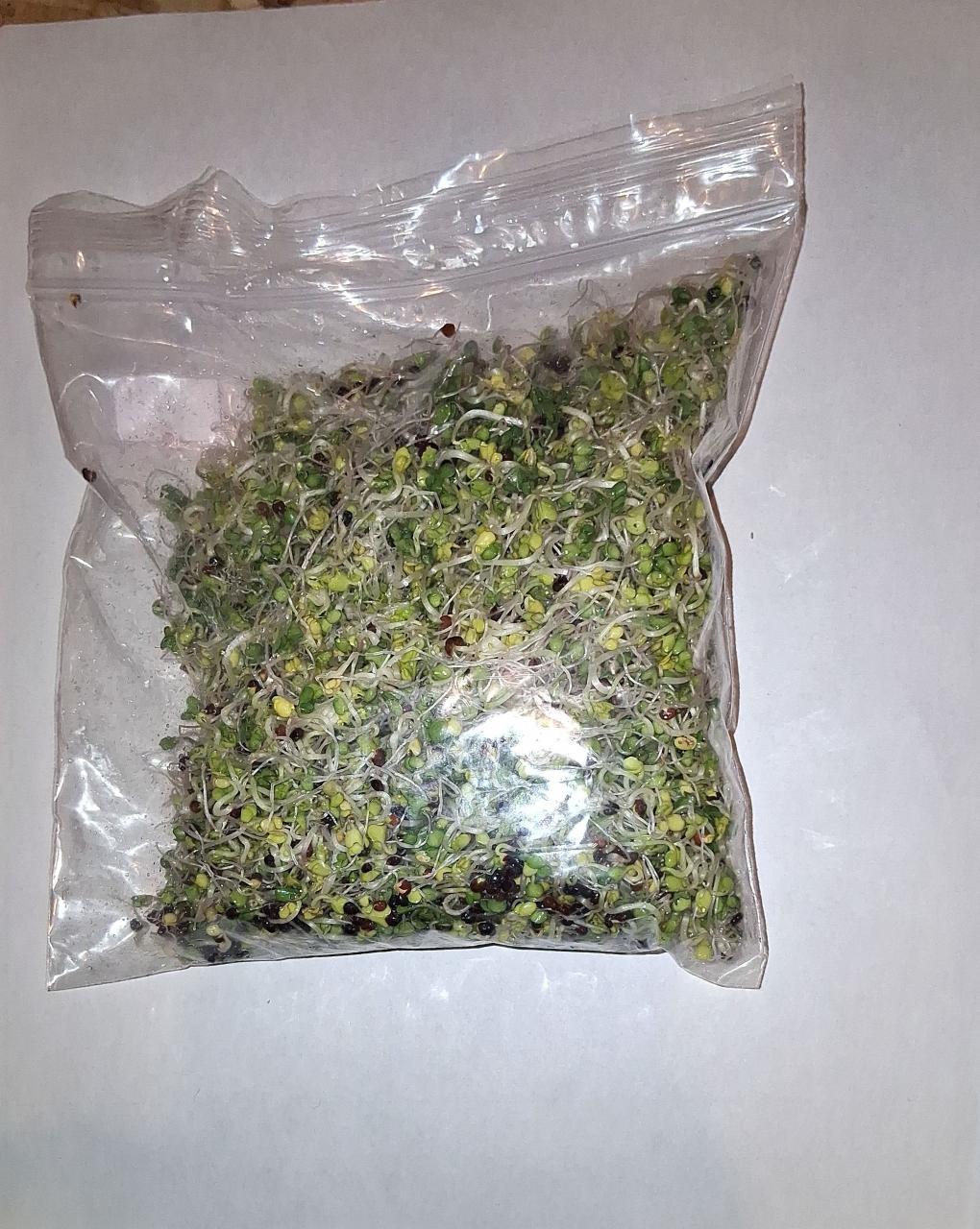 photo of broccoli sprouts2026 page 2