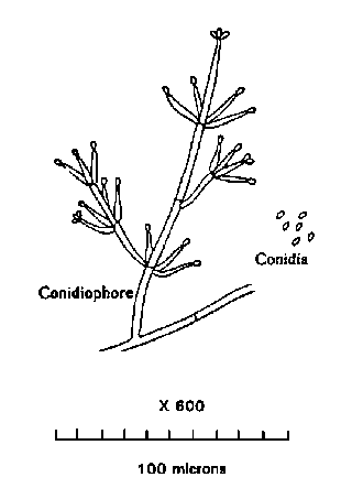 VERTICILLIUM CONIDIOPHORE AND CONIDIA AT 600X