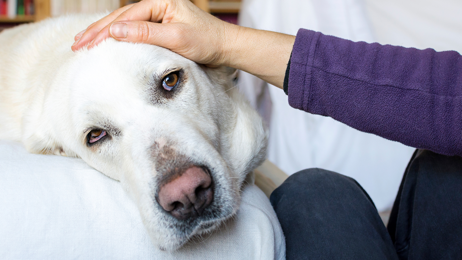 pet drugs at home