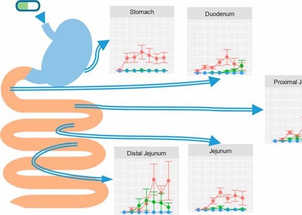 Gastrointestinal Release and Dissolution of Three Locally Acting Mesalamine Formulations in Regions of the Human Gastrointestinal Tract