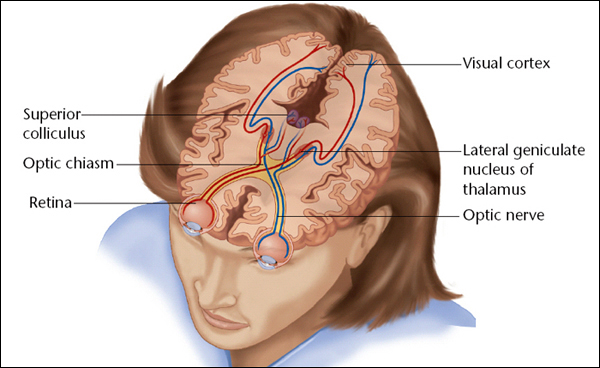 diagram of eye nerves