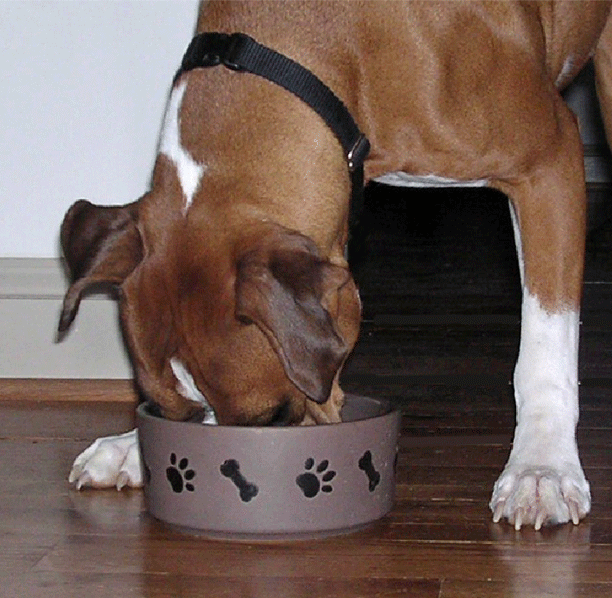 boxer eating from a pet dish