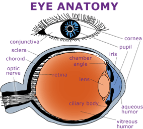 The parts of the eye. Indicated are the conjunctiva, sclera, choroid, optic nerve, retina, chamber angle, lens, cilary body, vitreous humor, aqueous humor, iris, pupil, cornea.