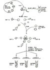 simplified production procedure of monoclonal antibodies