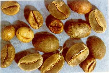 Photograph of undamaged coffee beans