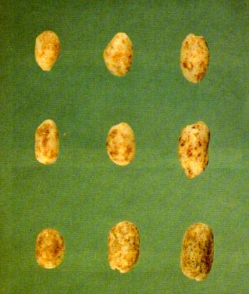 Scoring guide for peanut kernels with adhering material showing examples of peanuts with non scorable, minor defects, and damaged peanuts.