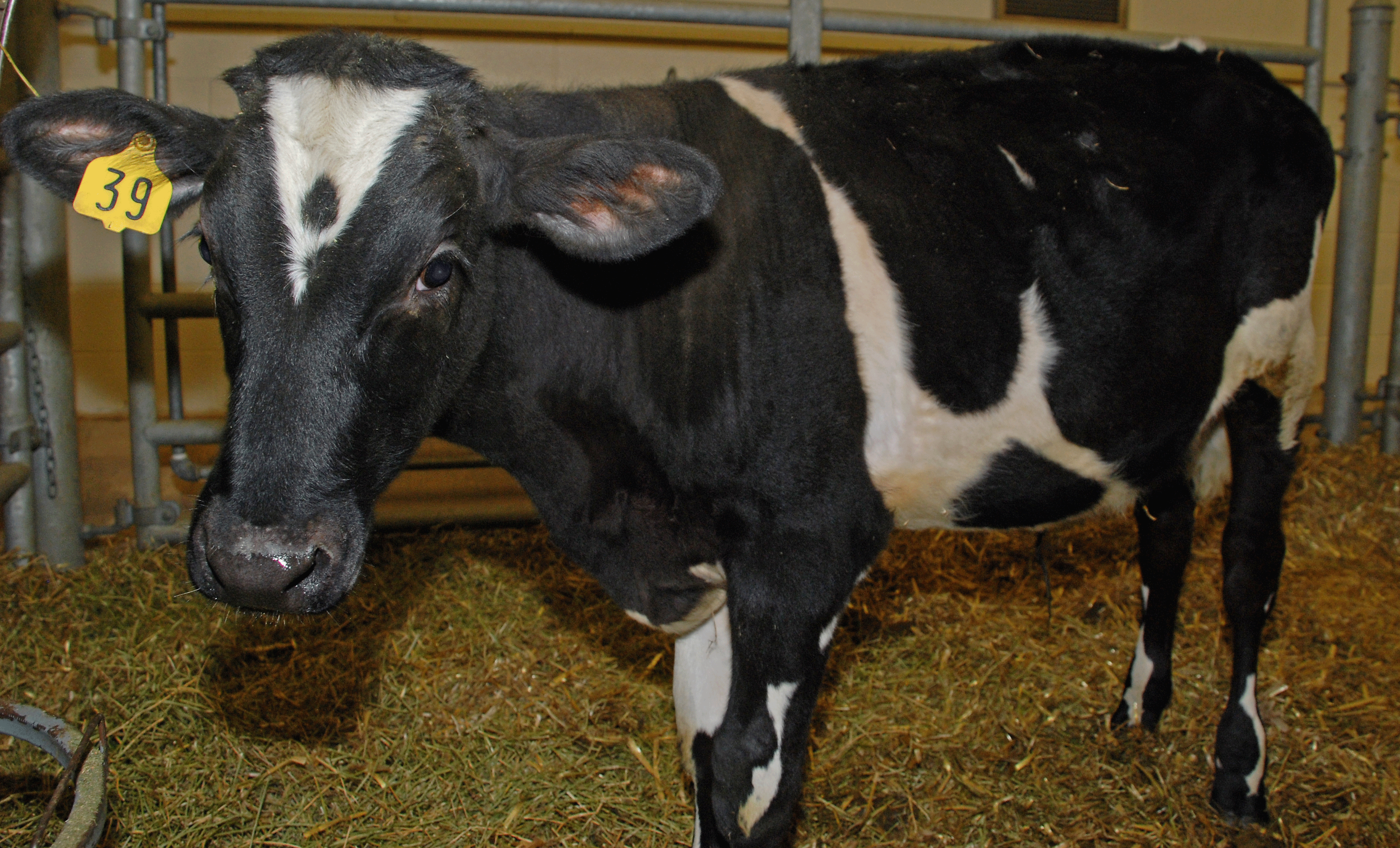 All About BSE (Mad Cow Disease) | FDA