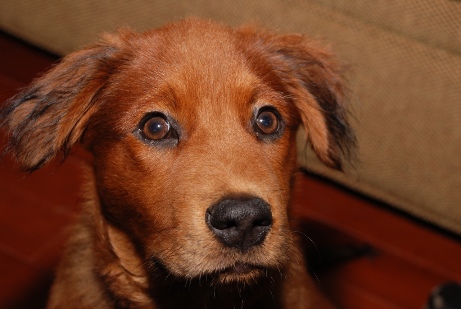 Copper-colored Dog