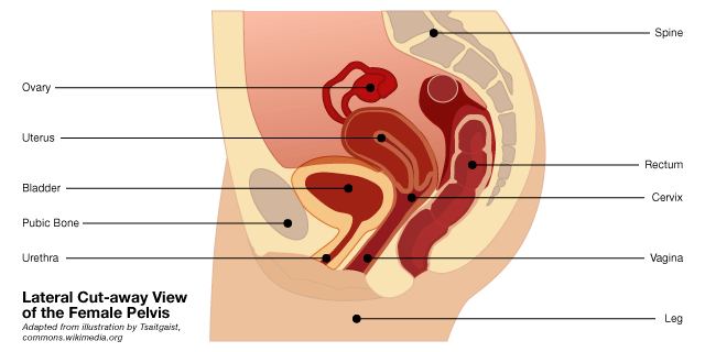 Illustration of a lateral cut-away of the female pelvis showing internal organs.