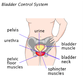 Front-view illustration of the female bladder control system with labels pointing to urine in the bladder, bladder muscle, bladder neck, sphincter muscles, pelvic floor muscles, urethra and pelvis.