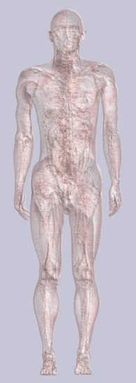 34-year-old male form with transparent skin showing internal skeleton and organs.