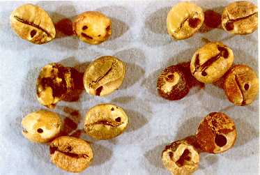 Coffee Beans Damaged by the Coffee Berry Borer and the Coffee Bean Weevil