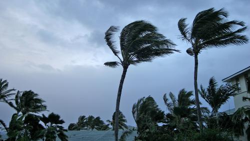 Palm trees blowing in the wind on a cloudy day, representing hurricane preparedness. Learn how you can prepare for disasters before they happen.