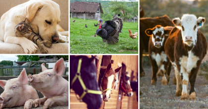 dog with a kitten, turkey, cows, pigs and horses