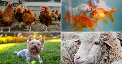 chickens, goldfish, puppy and sheep