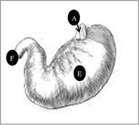 diagram of stomach of a dog