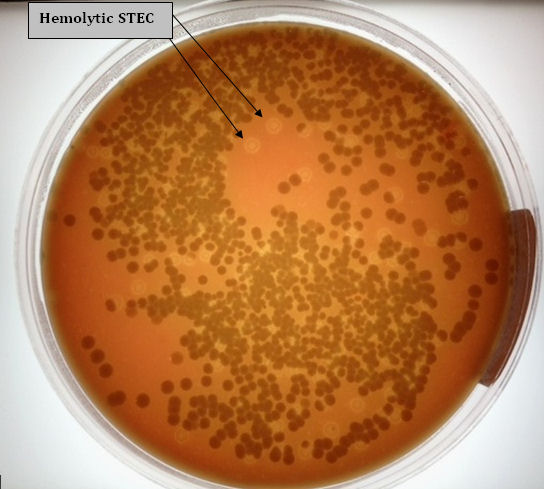 BAM 4A. Figure 9. Typical appearance of hemolytic STEC on SHIBAM among background microbial flora from cilantro. Photo taken illuminated on light box to highlight hemolysis.